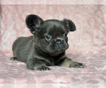 Small #4 French Bulldog