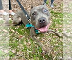 Small #5 American Staffordshire Terrier