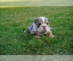 Puppy 8 English Bulldog