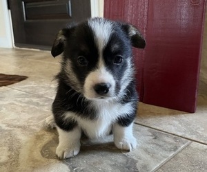 Pembroke Welsh Corgi Puppy for sale in TILDEN, TX, USA