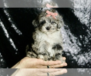 Maltipoo Puppy for sale in WARSAW, IN, USA