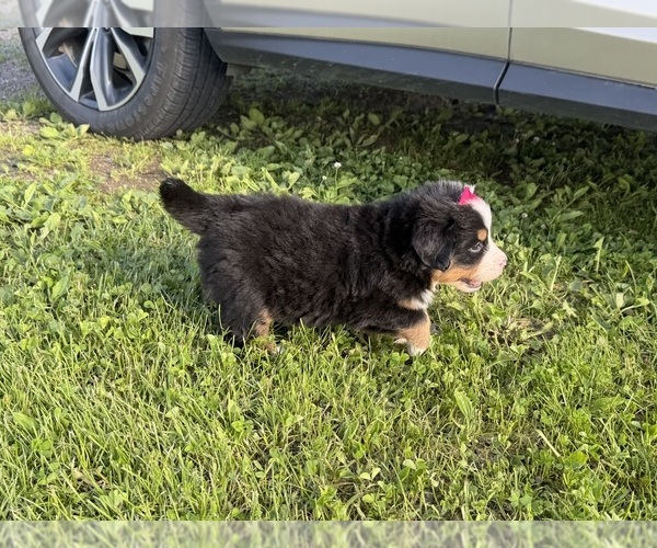 Medium Photo #17 Bernese Mountain Dog Puppy For Sale in ATHENS, WI, USA