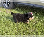 Small #16 Bernese Mountain Dog