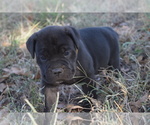 Puppy Yellow Cane Corso