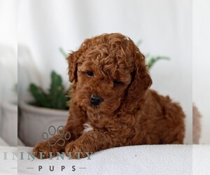 Goldendoodle (Miniature) Puppy for sale in NARVON, PA, USA