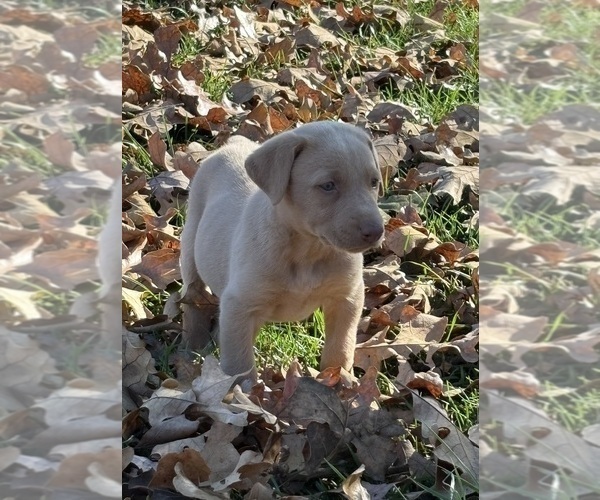 Medium Photo #33 Labrador Retriever Puppy For Sale in LEASBURG, MO, USA