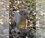 Small #32 Labrador Retriever