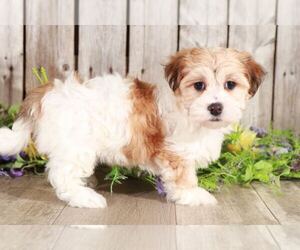 Havanese Puppy for sale in MOUNT VERNON, OH, USA