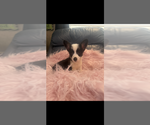 Small #2 Pembroke Welsh Corgi