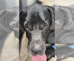 Small Great Dane