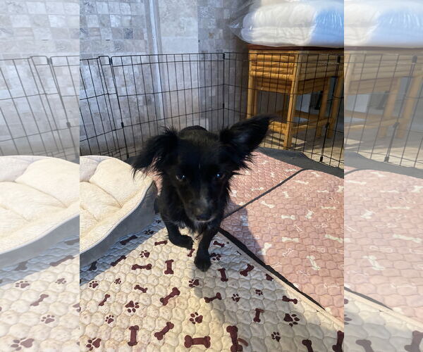 Medium Photo #9 Chion Puppy For Sale in Dana Point, CA, USA