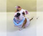 Small Staffordshire Bull Terrier Mix