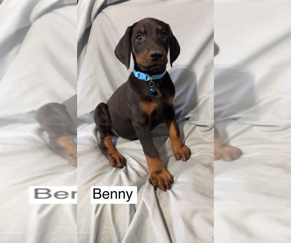 Medium Photo #4 Doberman Pinscher Puppy For Sale in POMEROY, OH, USA