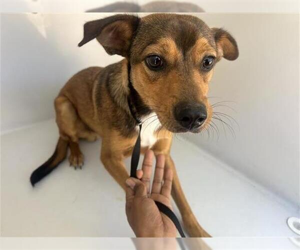 Medium Photo #1 Chihuahua-Unknown Mix Puppy For Sale in Houston, TX, USA