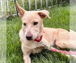 Small #7 Labrador Retriever Mix