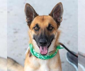 Rondo - Male Mutt Dog for Adoption - Photo #5