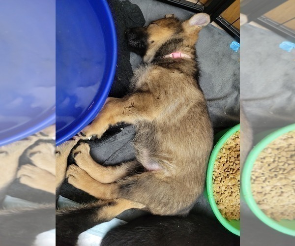 Medium Photo #4 German Shepherd Dog Puppy For Sale in SAINT CROIX FALLS, WI, USA