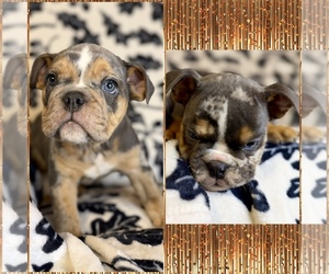 Bulldog Puppy for sale in HINTON, IA, USA