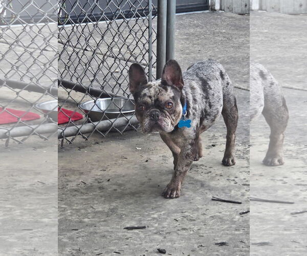 Medium Photo #1 French Bulldog-Unknown Mix Puppy For Sale in Plainfield, IL, USA
