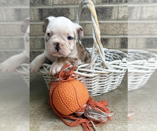 Medium Photo #3 French Bulldog Puppy For Sale in MIDDLEBURY, IN, USA