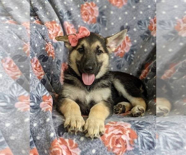 Medium Photo #6 German Shepherd Dog Puppy For Sale in OXFORD, PA, USA
