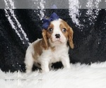 Puppy Waffles AKC Cavalier King Charles Spaniel