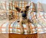 Small #3 German Shepherd Dog Mix