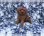 Small #8 Cavapoo