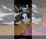 Puppy Puppy 1 Japanese Chin
