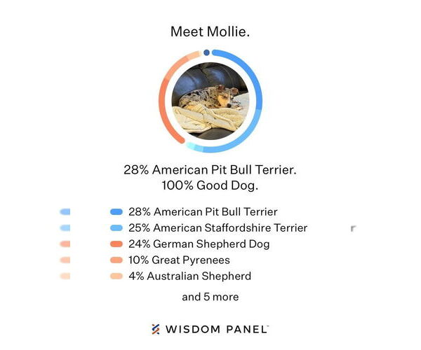 Medium Photo #4 American Staffordshire Terrier-Unknown Mix Puppy For Sale in Lakewood, CO, USA