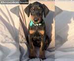 Small Photo #1 Doberman Pinscher Puppy For Sale in POMEROY, OH, USA