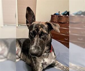Ori - Female Holland Shepherd-Retriever  Mix Dog for Adoption - Photo #3