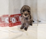 Small Photo #27 Goldendoodle-Sheepadoodle Mix Puppy For Sale in ROCHESTER, NY, USA