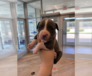 Mutt Dogs for adoption in Pearland, TX, USA