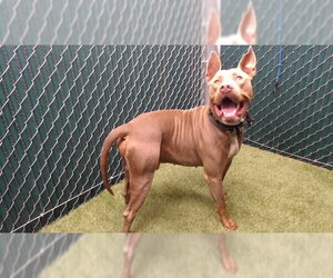 Mutt Dogs for adoption in Downey, CA, USA