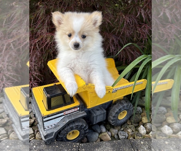 Medium Photo #1 Pomeranian Puppy For Sale in MIDDLEBURY, IN, USA