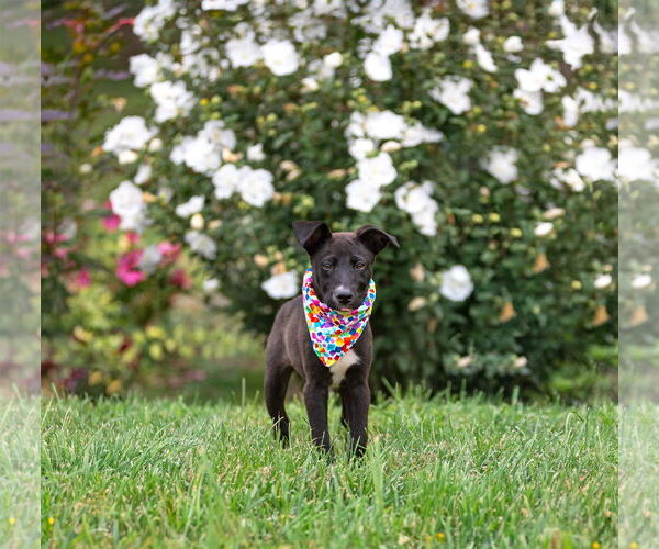 Medium Photo #7 Mutt Puppy For Sale in Unionville, PA, USA