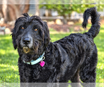 Small Photo #5 Labradoodle Puppy For Sale in Clovis, CA, USA