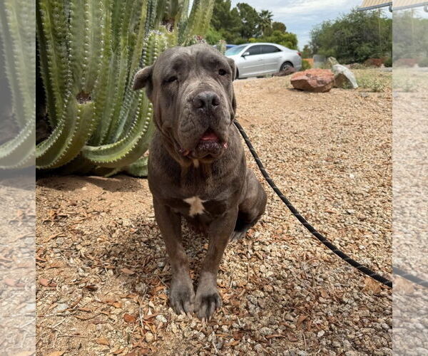 Medium Photo #3 Mutt Puppy For Sale in Goodyear, AZ, USA