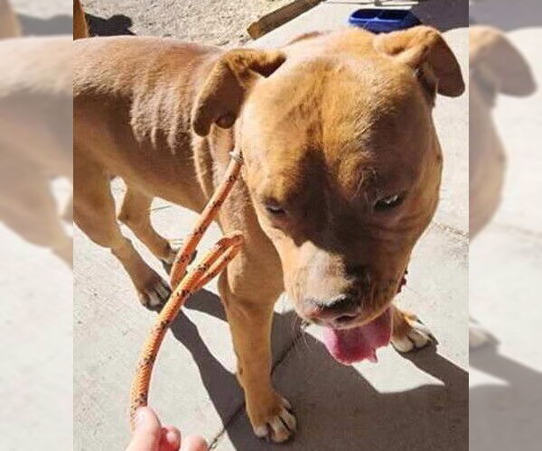 Medium Photo #7 American Staffordshire Terrier-Boxer Mix Puppy For Sale in Monte Vista, CO, USA