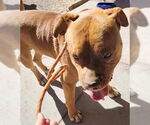 Small #6 American Staffordshire Terrier-Boxer Mix