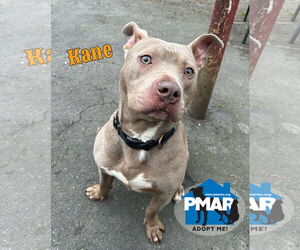 American Pit Bull Terrier-Unknown Mix Dogs for adoption in Binghamton, NY, USA