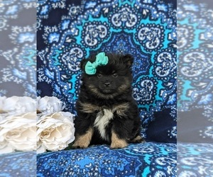 Pomeranian Puppy for Sale in LINCOLN UNIVERSITY, Pennsylvania USA