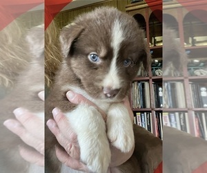 Australian Shepherd Puppy for sale in MERCER, WI, USA