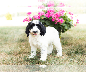 Cock-A-Poo Puppy for sale in MILLERSBURG, IN, USA