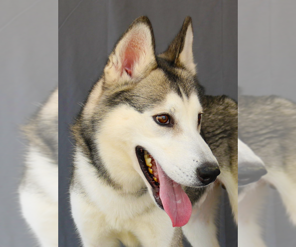 Medium Photo #1 Siberian Husky Puppy For Sale in Pasadena, CA, USA