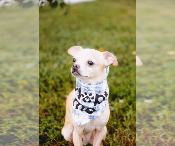 Medium Photo #3 Rat-Cha Puppy For Sale in Princeton, MN, USA