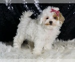 Small #3 Maltipoo