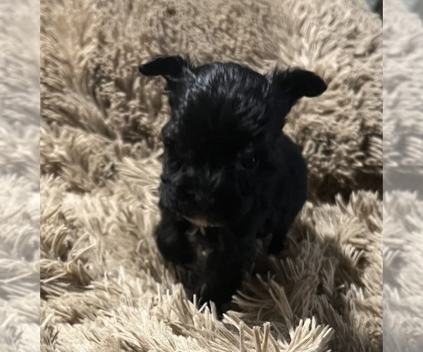 Medium Photo #4 Schnauzer (Miniature) Puppy For Sale in WALNUT COVE, NC, USA
