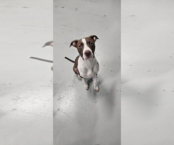 Medium Photo #1 American Staffordshire Terrier-Unknown Mix Puppy For Sale in Studio City, CA, USA